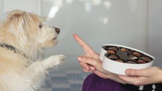 狗狗不能吃的食物