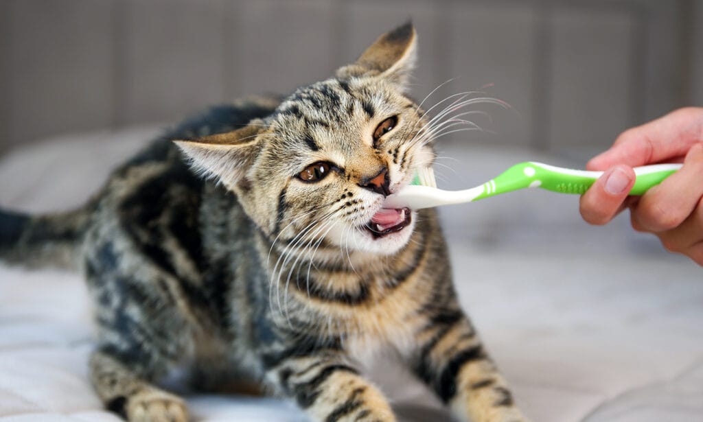 如何保持貓咪牙齒清潔